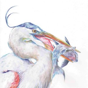 Grulla
